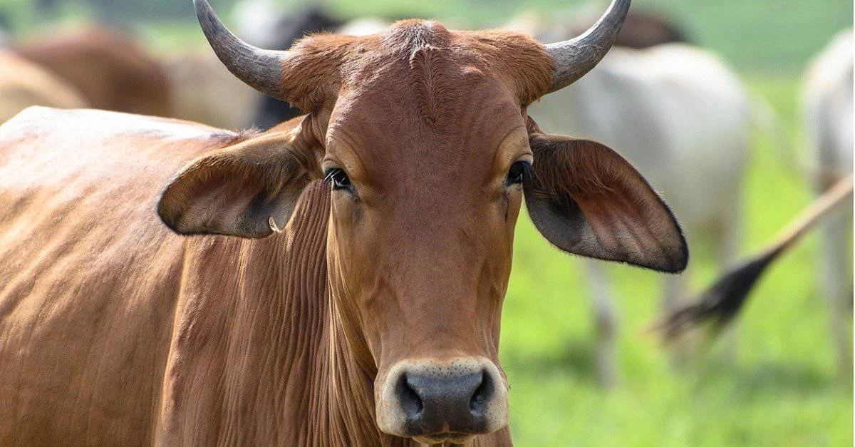 OX